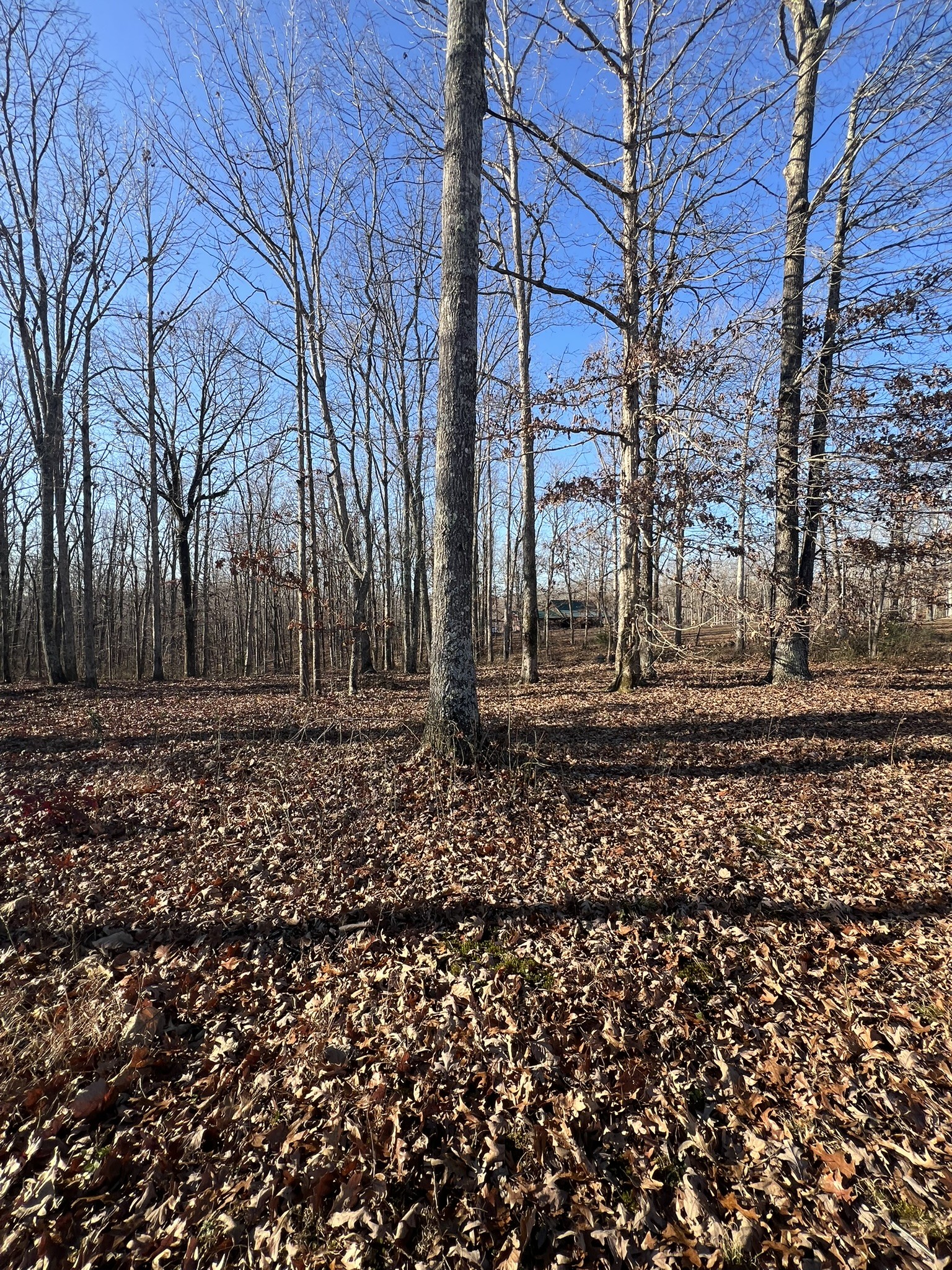 151 Kimberly Road Hohenwald, TN 38462 - Photo 9 of 9 a backyard of a house with lots of green space