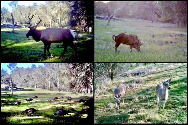 a view of a field with large trees