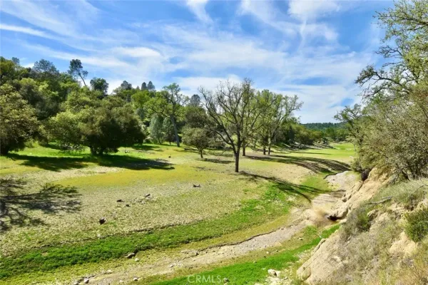 a view of a forest with a tree
