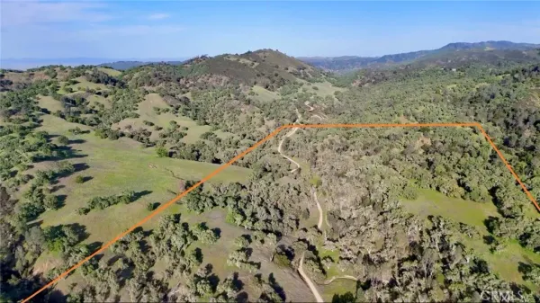 a close up of a plant