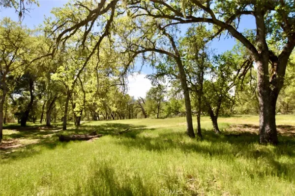 a view of yard with trees