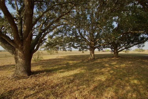 a view of large trees with yard