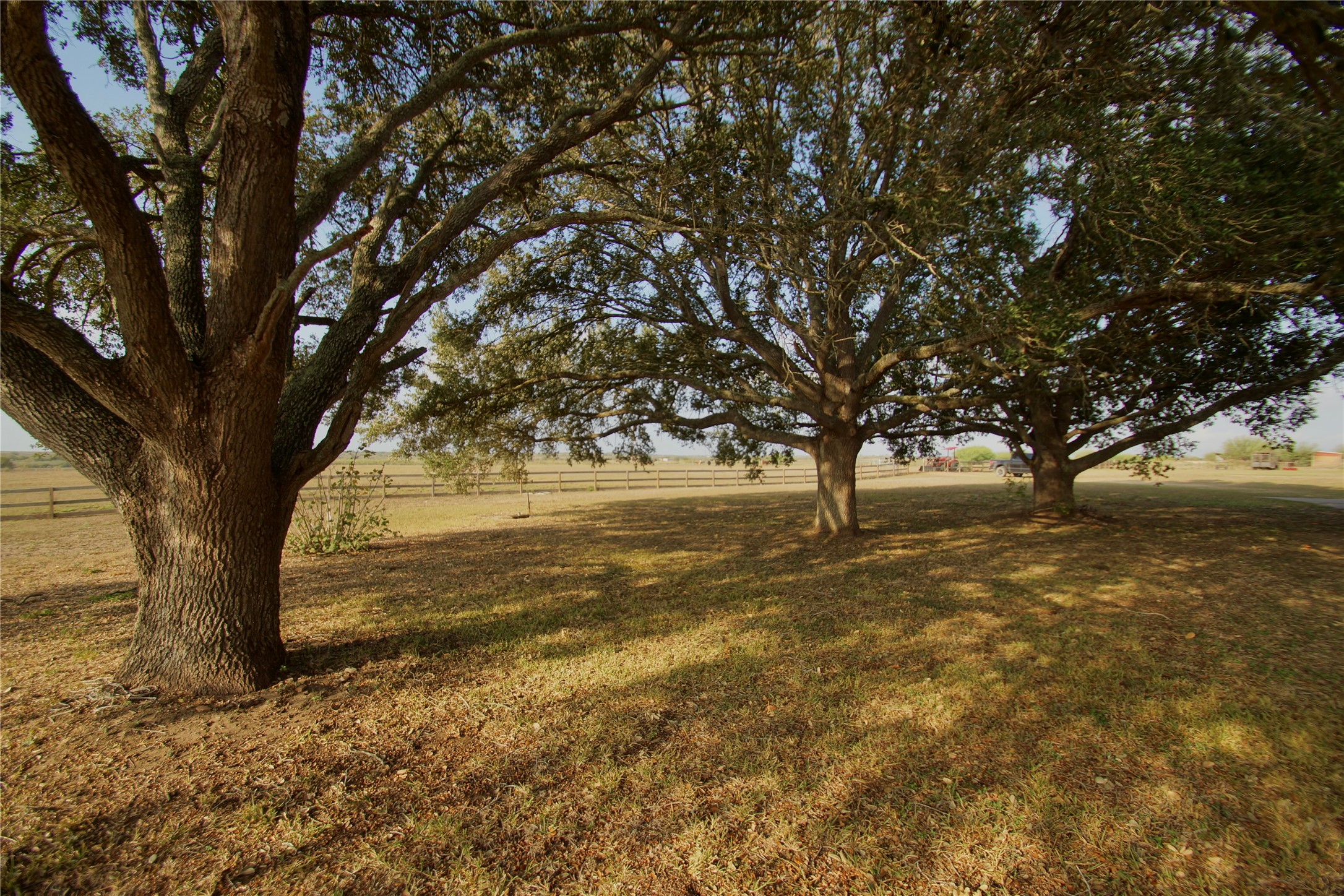 1891 Dworaczyk Road Yorktown, TX 78164 - Photo 14 of 48 a view of large trees with yard