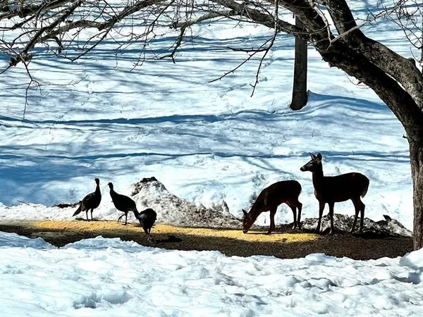 $639,000 | 692 Old Walpole Road, Surry, NH 03431