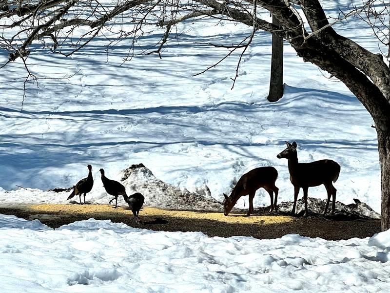 692 Old Walpole Road Surry, NH 03431 - Photo 70 of 71