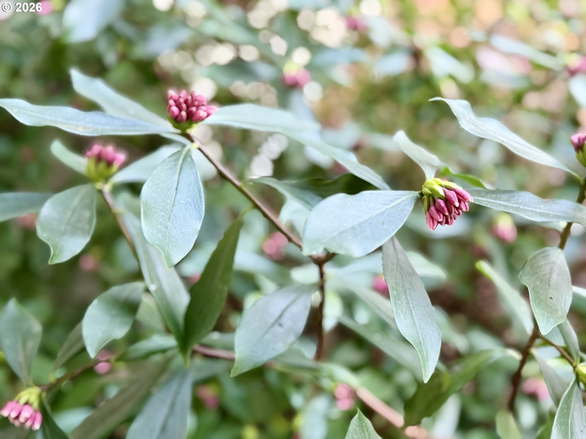 381 Marion Lane Eugene, OR 97404 - Photo 34 of 39