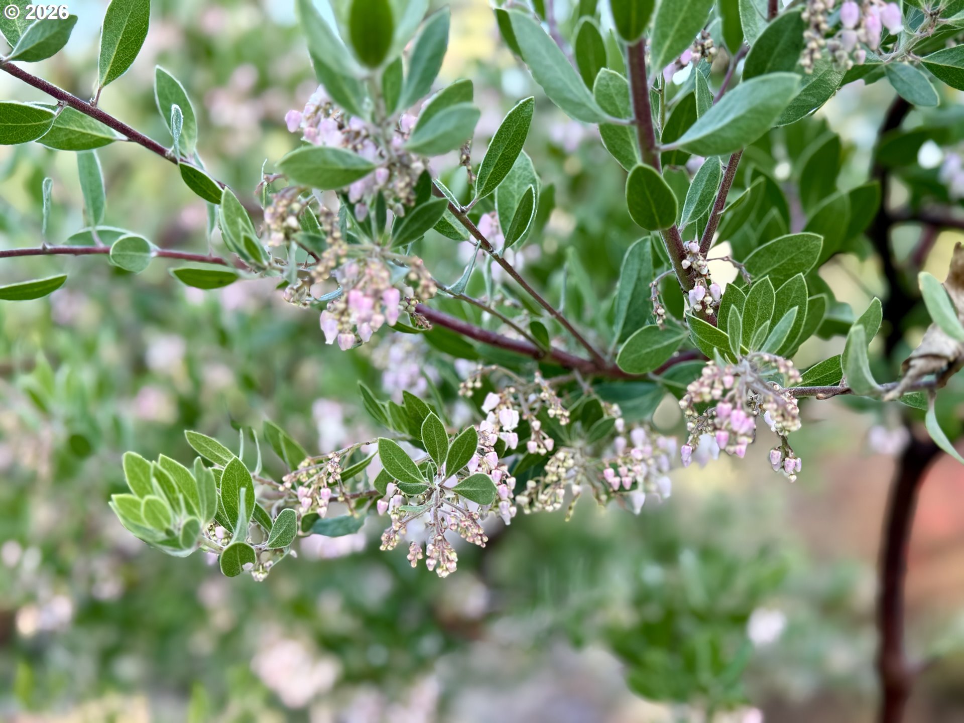 381 Marion Lane Eugene, OR 97404 - Photo 35 of 39 a view of a flower