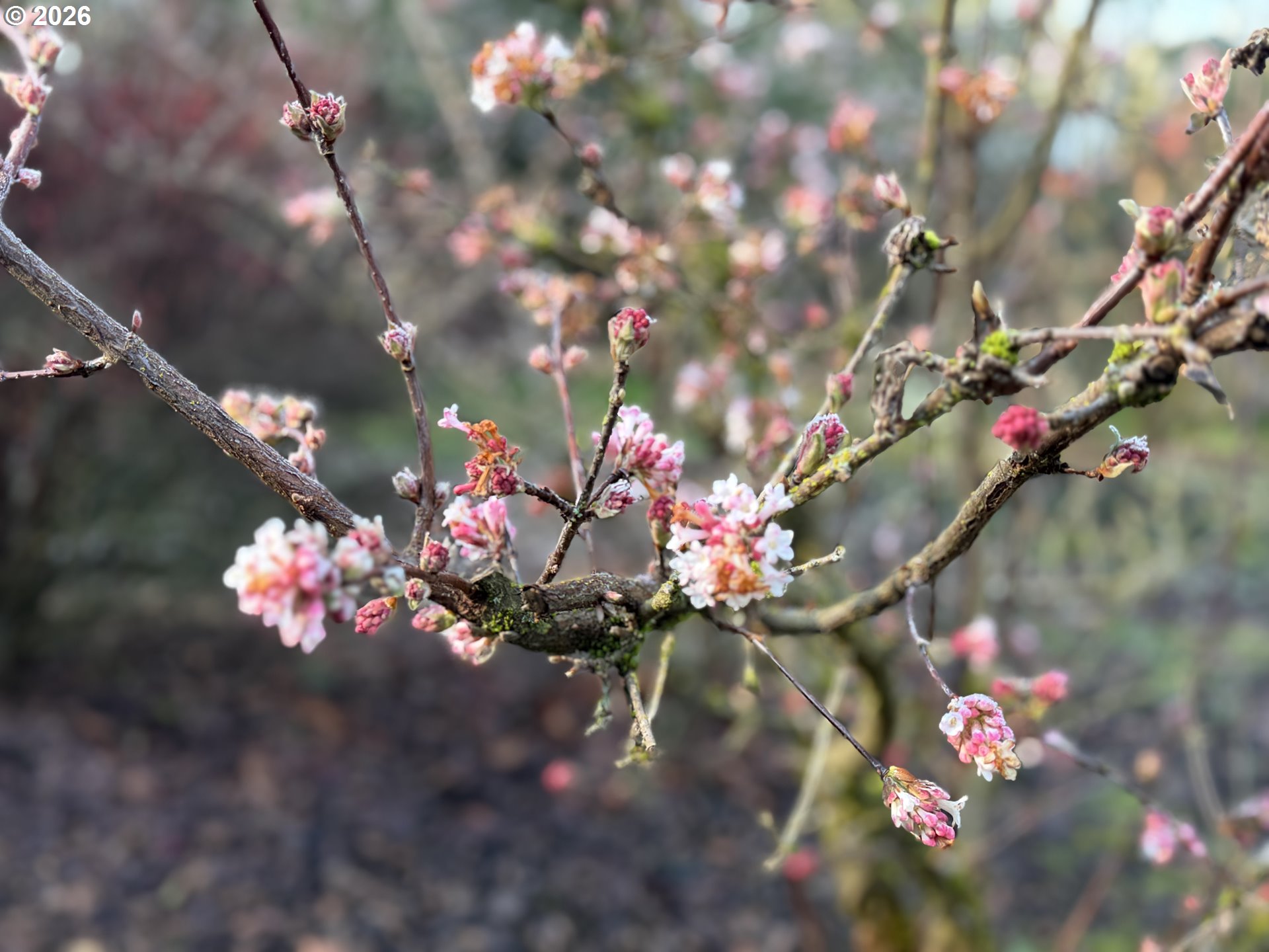 381 Marion Lane Eugene, OR 97404 - Photo 36 of 39 a view of a flower