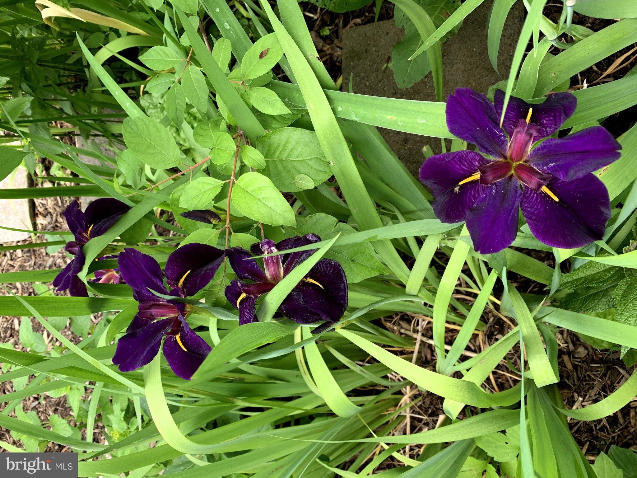 15010 Rolling Ridge Road Haymarket, VA 20169 - Photo 59 of 61 Vibrant purple blooms in lush greenery.