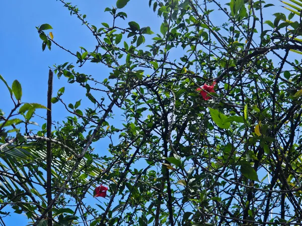 $35,000 | 15-741 Lot 206 Puni Mauka Loop, Pahoa, HI 96778