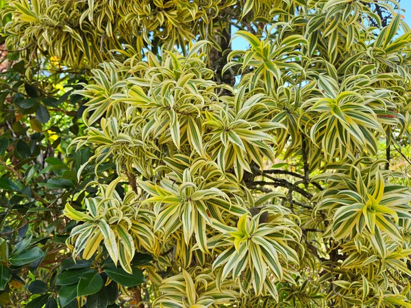 $35,000 | 15-741 Lot 206 Puni Mauka Loop, Pahoa, HI 96778