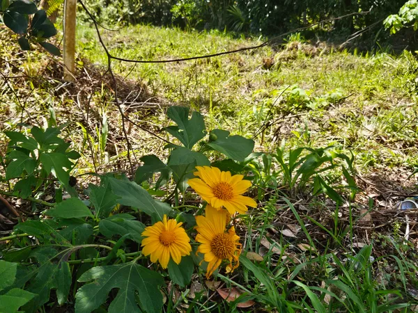 $35,000 | 15-741 Lot 206 Puni Mauka Loop, Pahoa, HI 96778