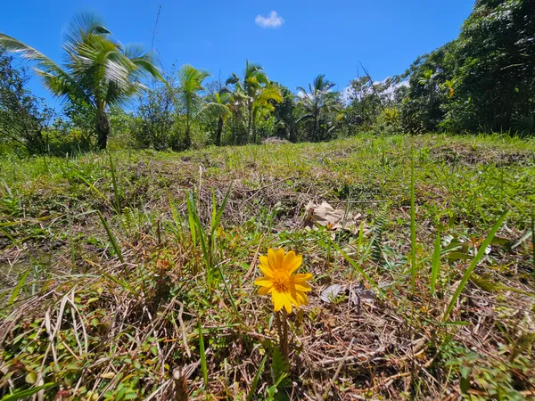 $35,000 | 15-741 Lot 206 Puni Mauka Loop, Pahoa, HI 96778