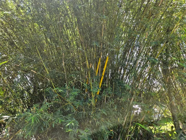 $35,000 | 15-741 Lot 206 Puni Mauka Loop, Pahoa, HI 96778