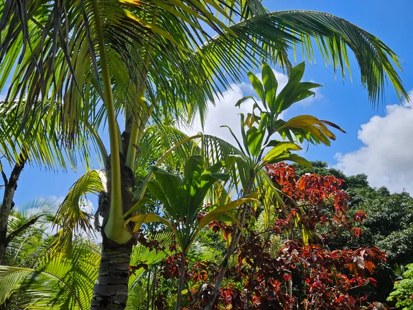 $35,000 | 15-741 Lot 206 Puni Mauka Loop, Pahoa, HI 96778