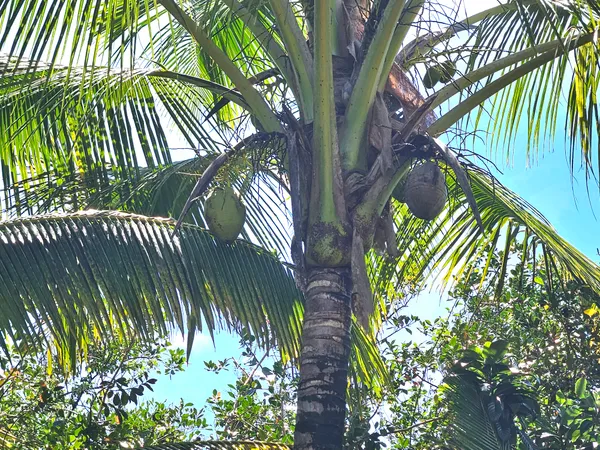 $35,000 | 15-741 Lot 206 Puni Mauka Loop, Pahoa, HI 96778