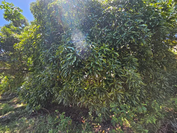 $35,000 | 15-741 Lot 206 Puni Mauka Loop, Pahoa, HI 96778