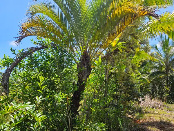 $35,000 | 15-741 Lot 206 Puni Mauka Loop, Pahoa, HI 96778