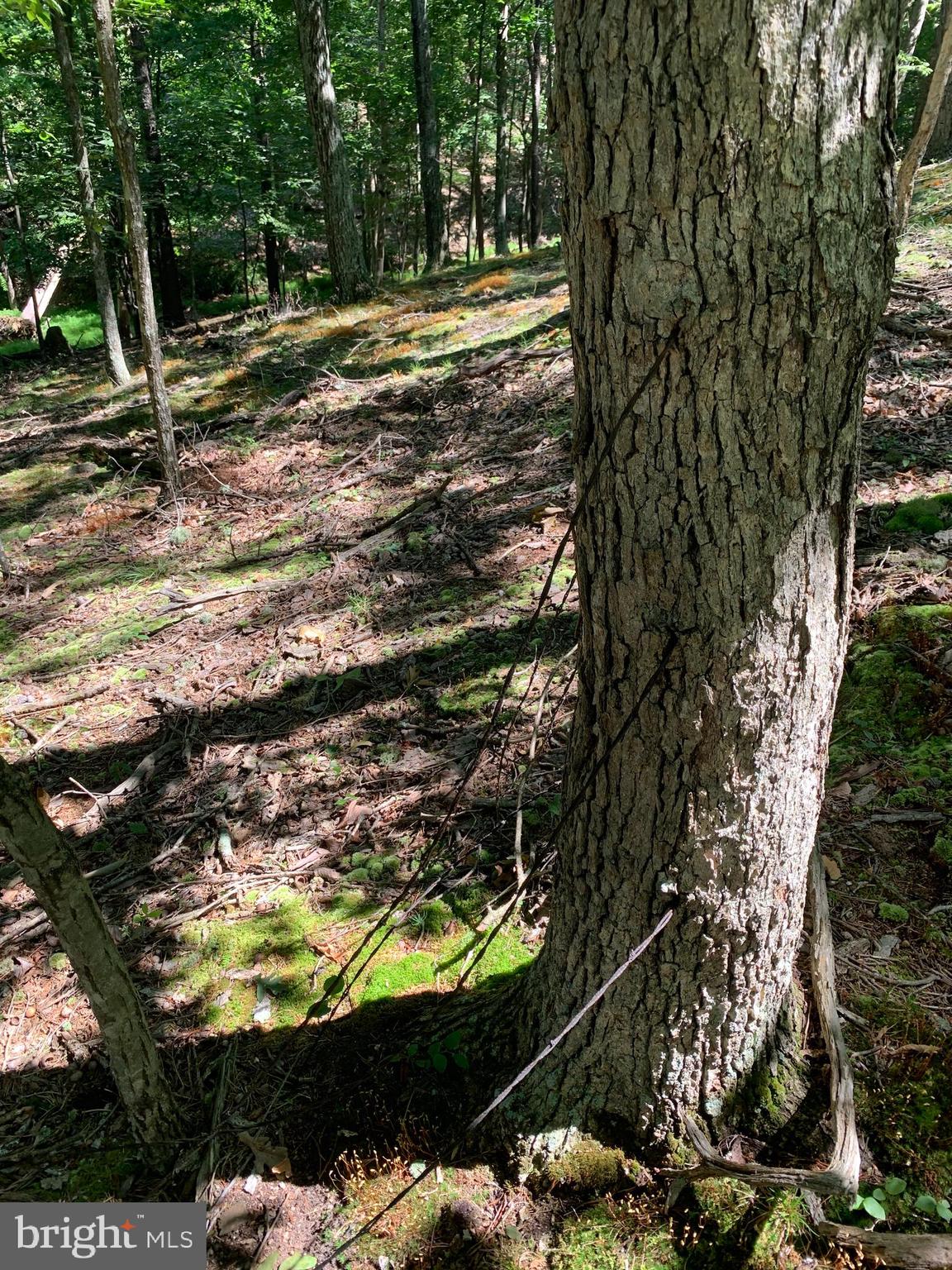 Lot 1 Timber Ridge Route Berkeley Springs, WV 25411 - Photo 49 of 74