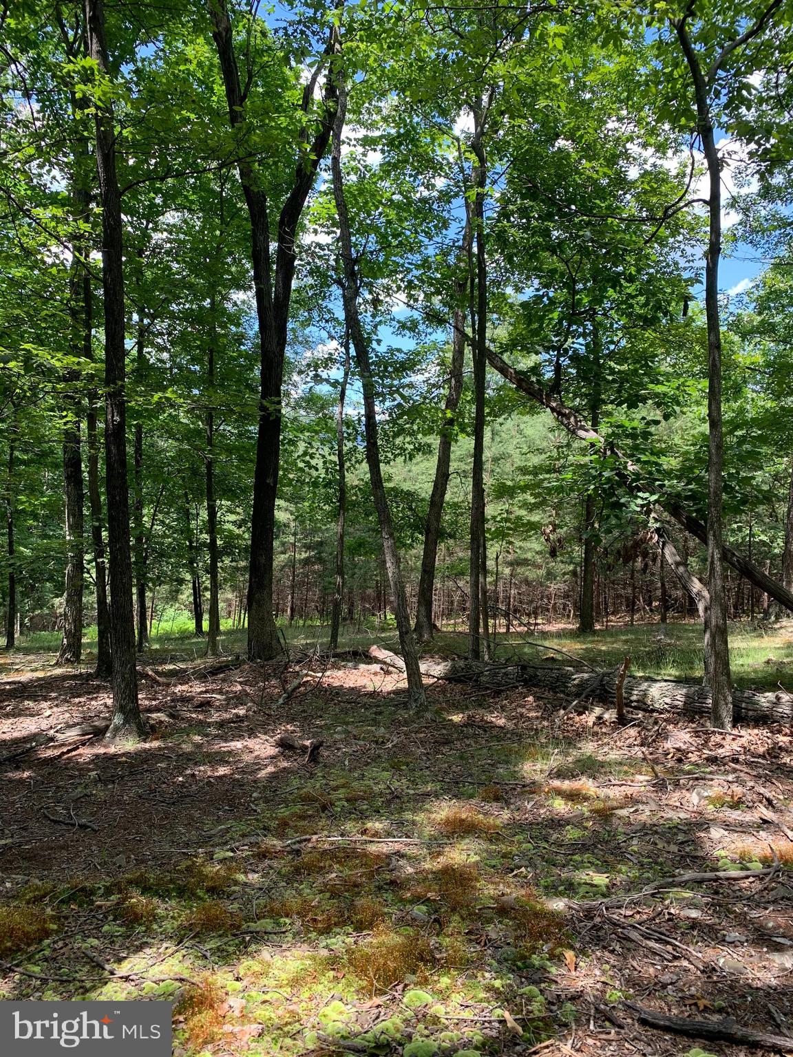 Lot 1 Timber Ridge Route Berkeley Springs, WV 25411 - Photo 54 of 74