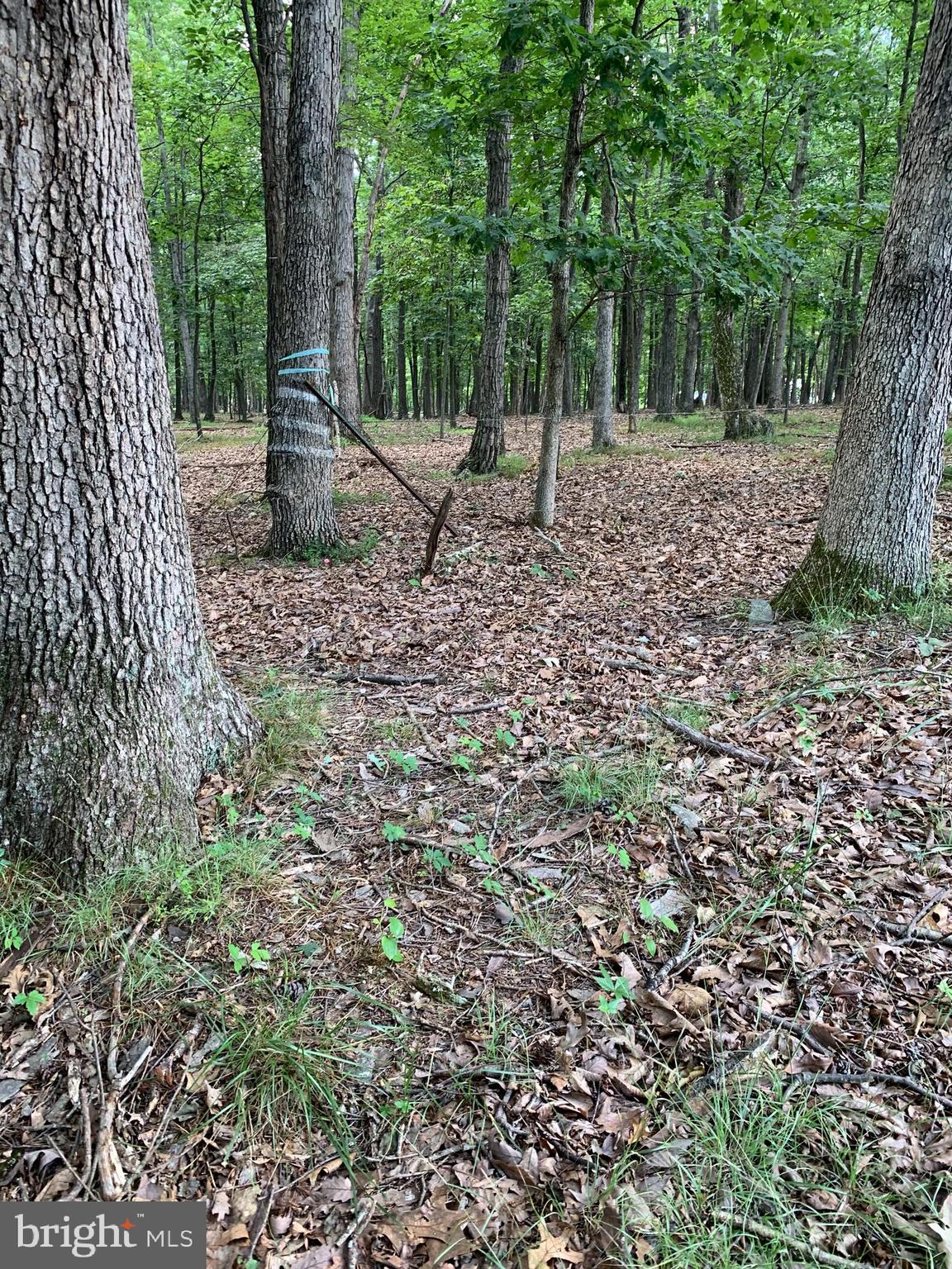 Lot 1 Timber Ridge Route Berkeley Springs, WV 25411 - Photo 58 of 74