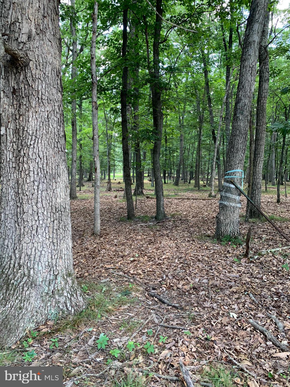 Lot 1 Timber Ridge Route Berkeley Springs, WV 25411 - Photo 60 of 74