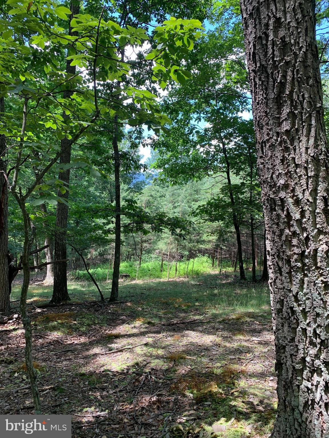 Lot 1 Timber Ridge Route Berkeley Springs, WV 25411 - Photo 61 of 74