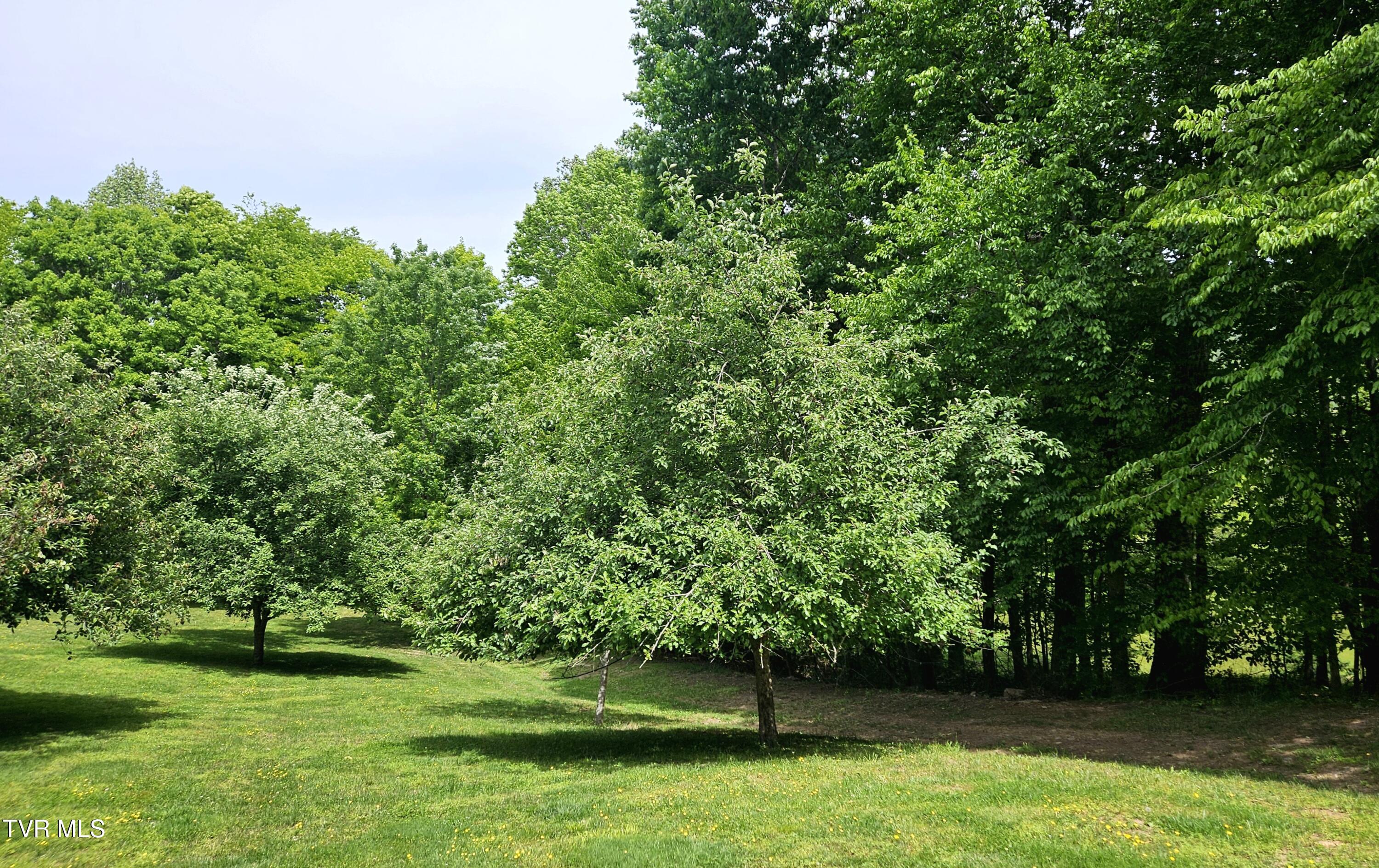 13544 Revera Drive Mendota, VA 24270 - Photo 41 of 58 Revera-Fruit trees front yrd