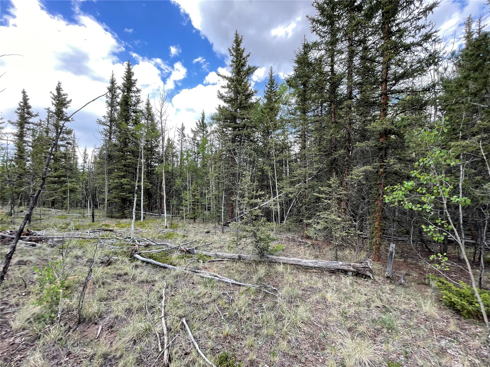 80 Haida Road Como, CO 80456 - Photo 11 of 31 a view of a forest with trees in the background