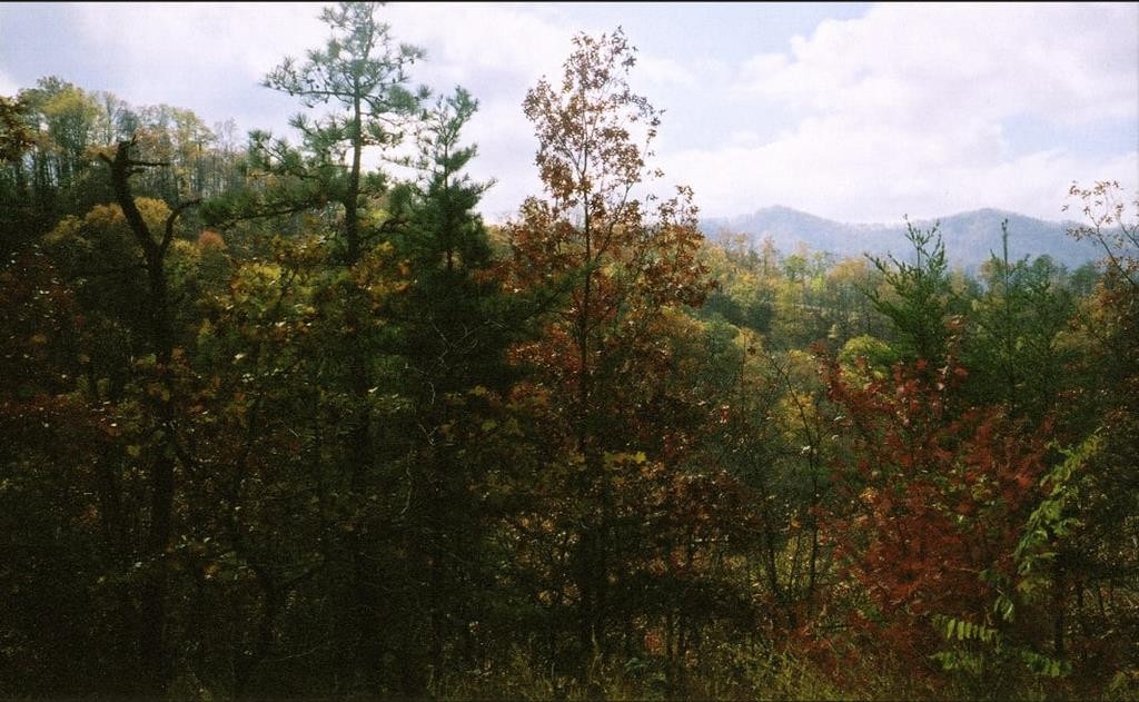 36 Harvest Moon Road Sevierville, TN 37862 - Photo 21 of 48 Gallery Image 21