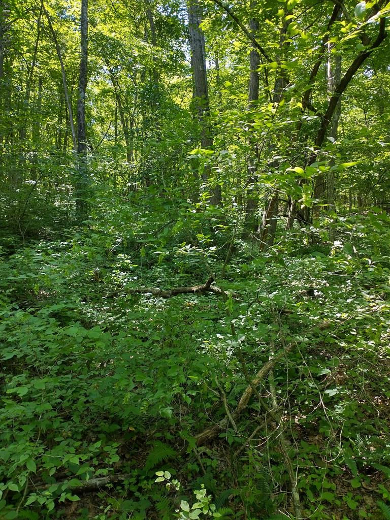 Off Smith Road Clearville, PA 15535 - Photo 33 of 47 a view of a lush green forest