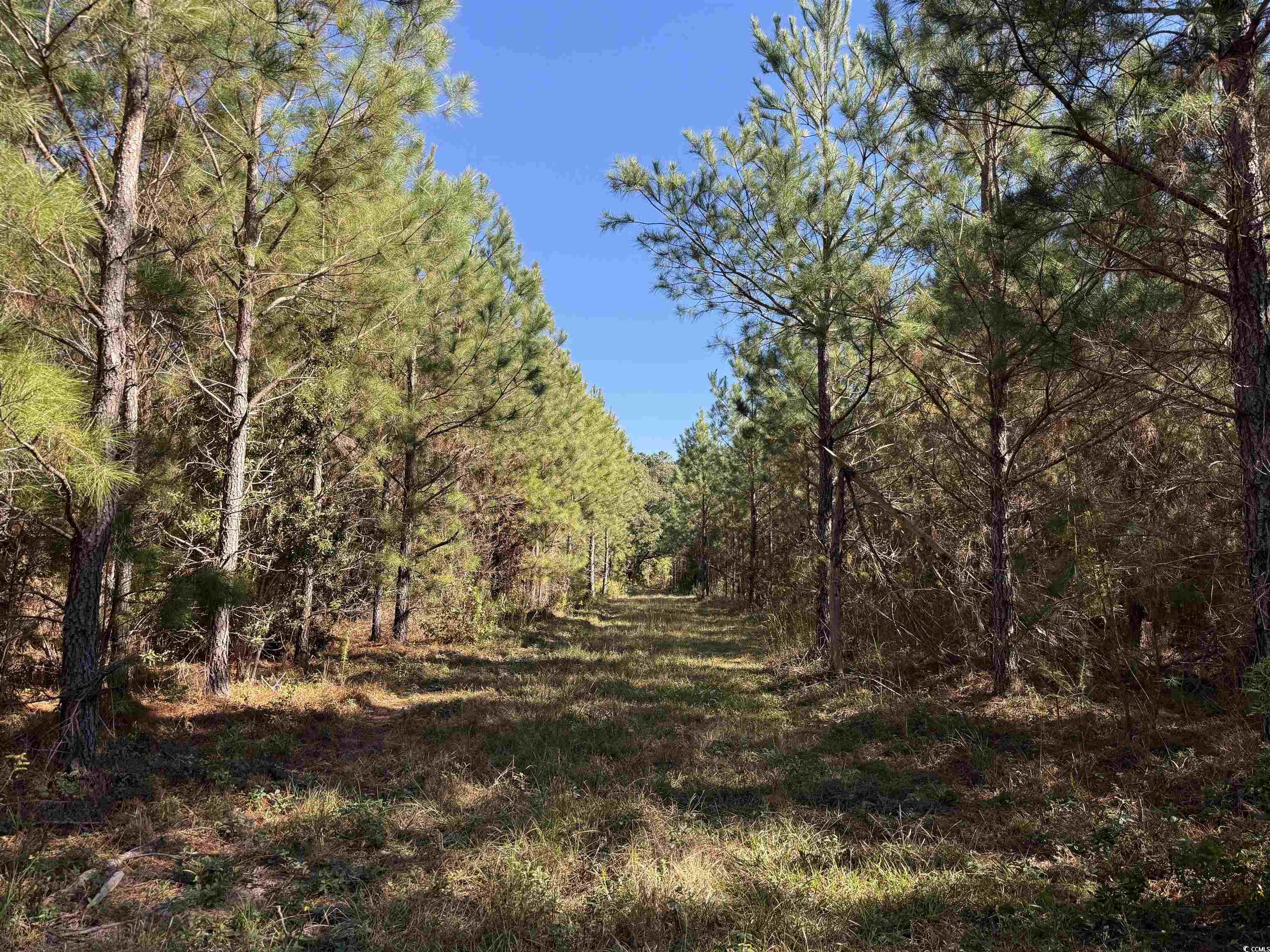 57.40-acres-tbd Cade Road Lake City, SC 29560 - Photo 2 of 22