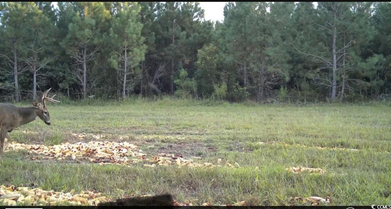 57.40-acres-tbd Cade Road Lake City, SC 29560 - Photo 21 of 22 View of undeveloped land