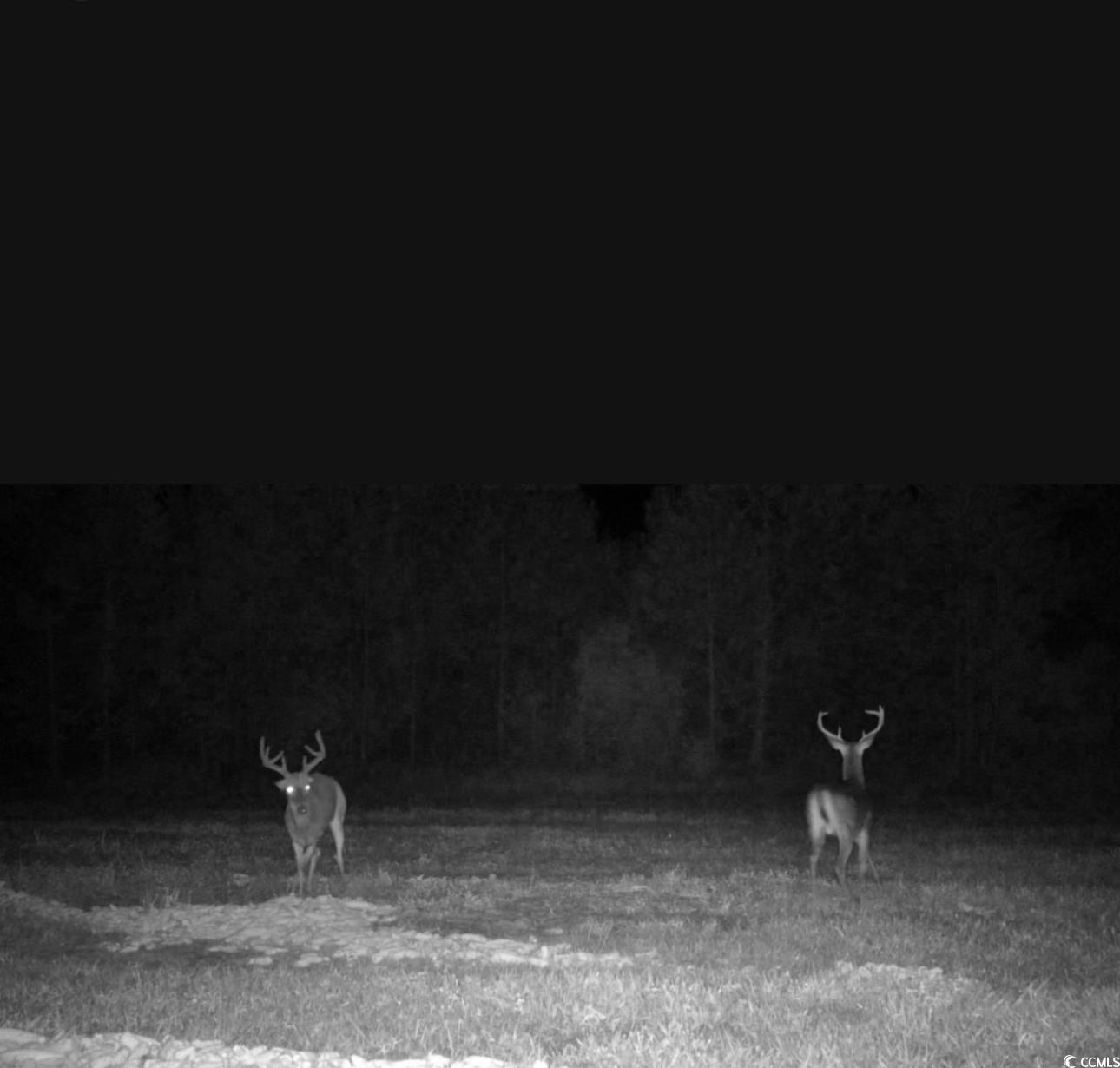 57.40-acres-tbd Cade Road Lake City, SC 29560 - Photo 22 of 22 Water view