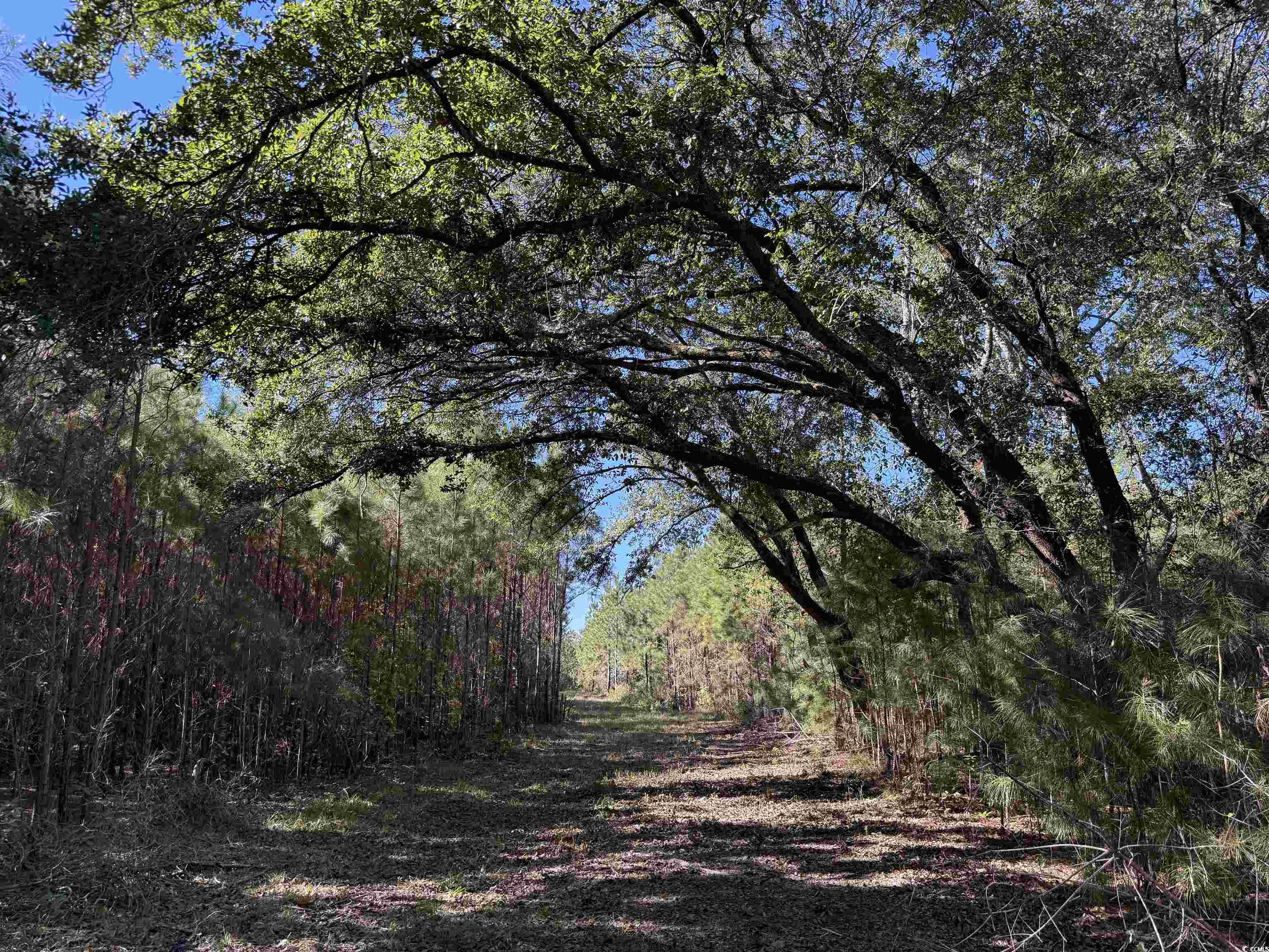 57.40-acres-tbd Cade Road Lake City, SC 29560 - Photo 4 of 22
