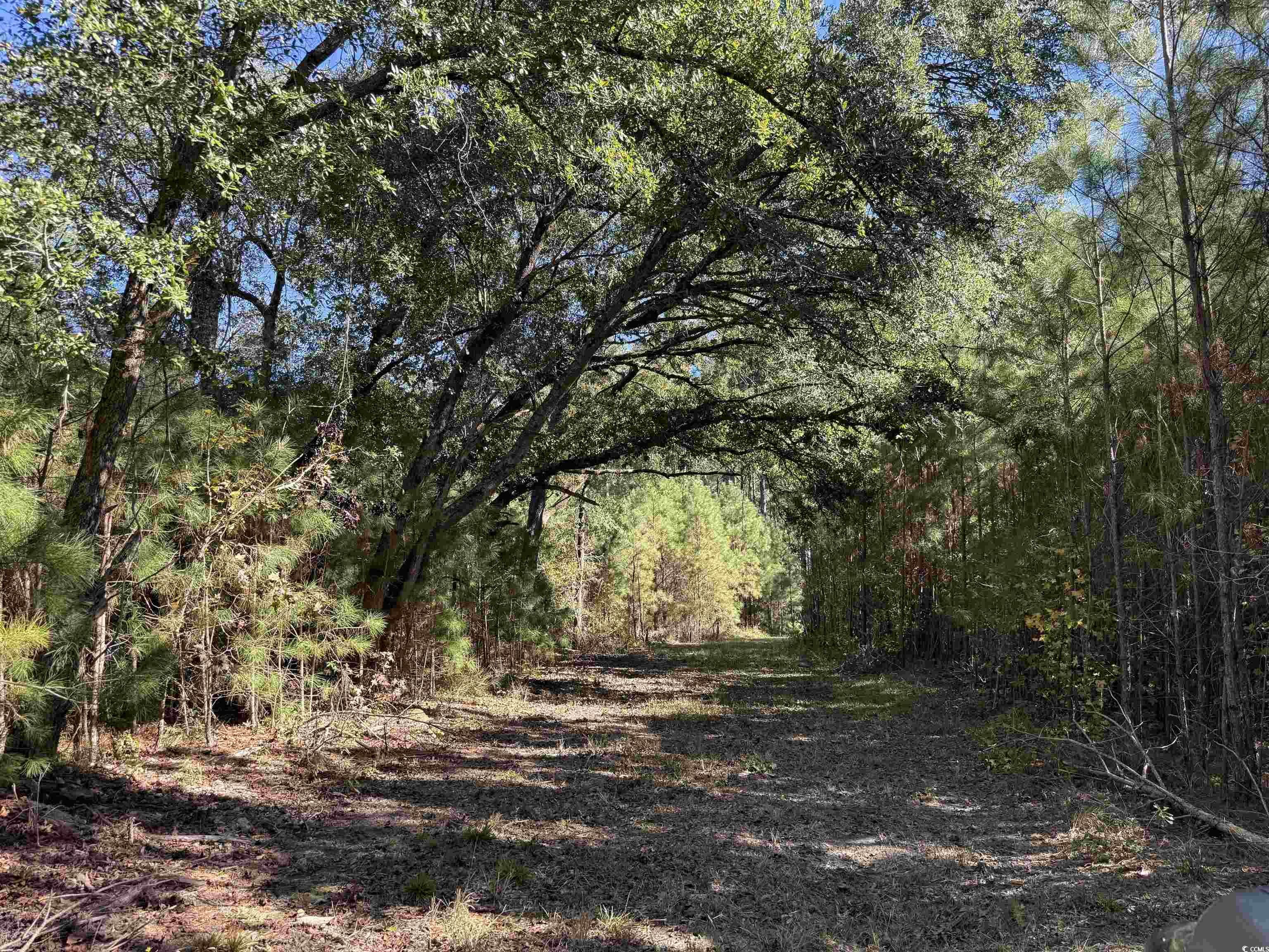 57.40-acres-tbd Cade Road Lake City, SC 29560 - Photo 6 of 22