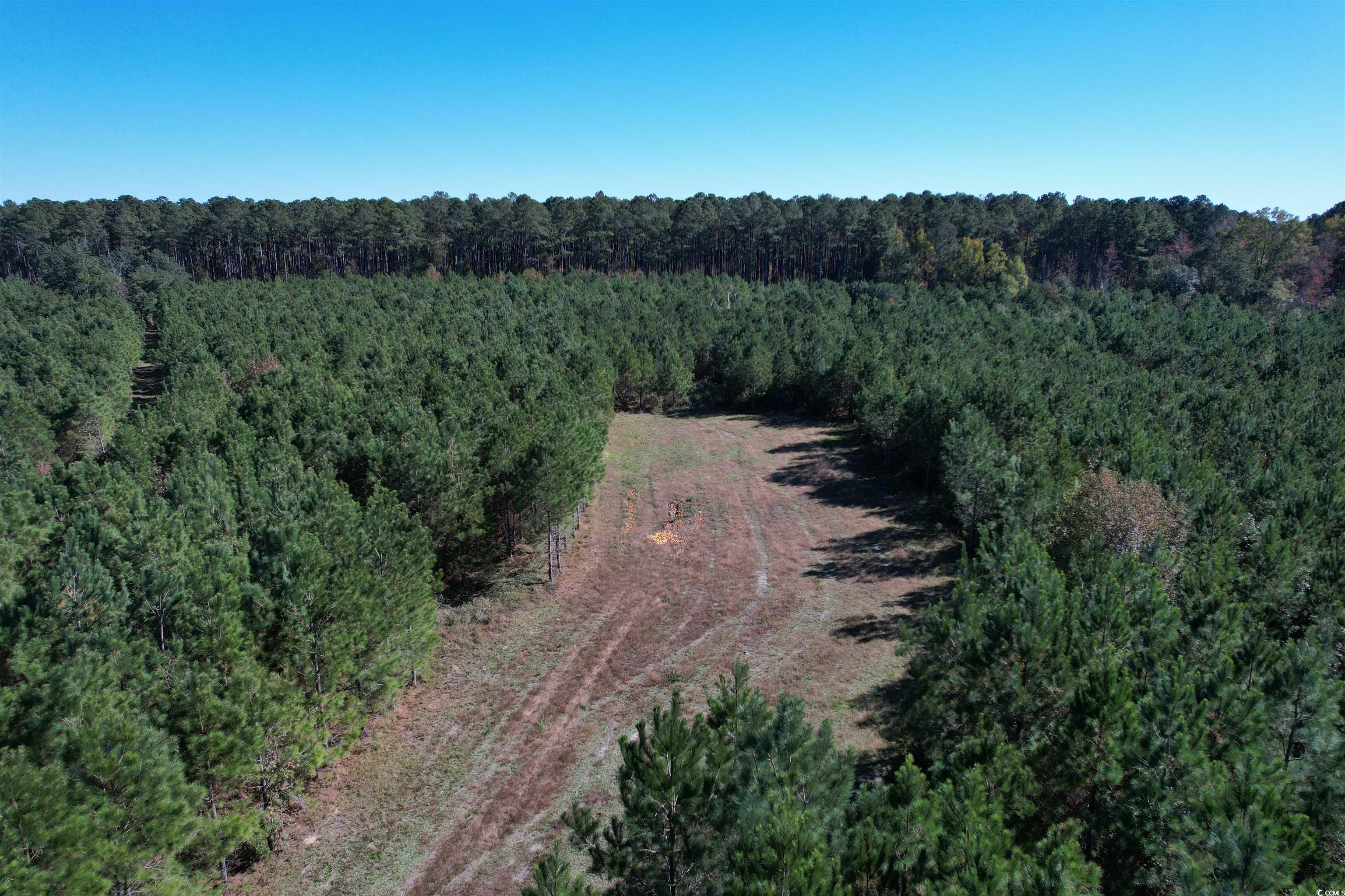 57.40-acres-tbd Cade Road Lake City, SC 29560 - Photo 10 of 22