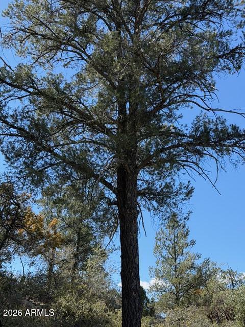 704 South Prestwick, Unit 140 Payson, AZ 85541 - Photo 53 of 59 a picture of tree