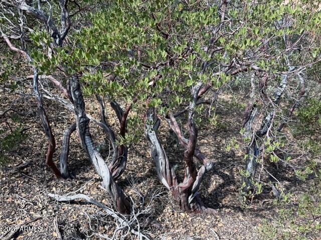 704 South Prestwick, Unit 140 Payson, AZ 85541 - Photo 56 of 59 a view of a tree