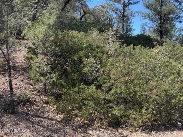 704 South Prestwick, Unit 140 Payson, AZ 85541 - Photo 58 of 59 a view of a forest with a tree