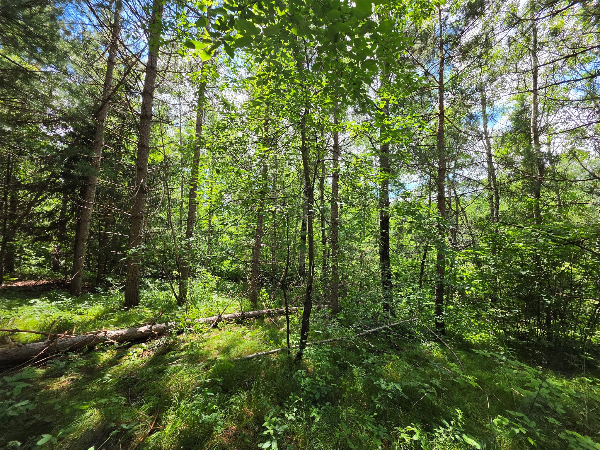 20-acres Adams Road Bruce, WI 54819 - Photo 5 of 14
