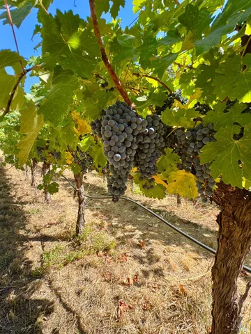 $1,995,000 | 109 Glass Mountain Lane, St. Helena, CA 94574