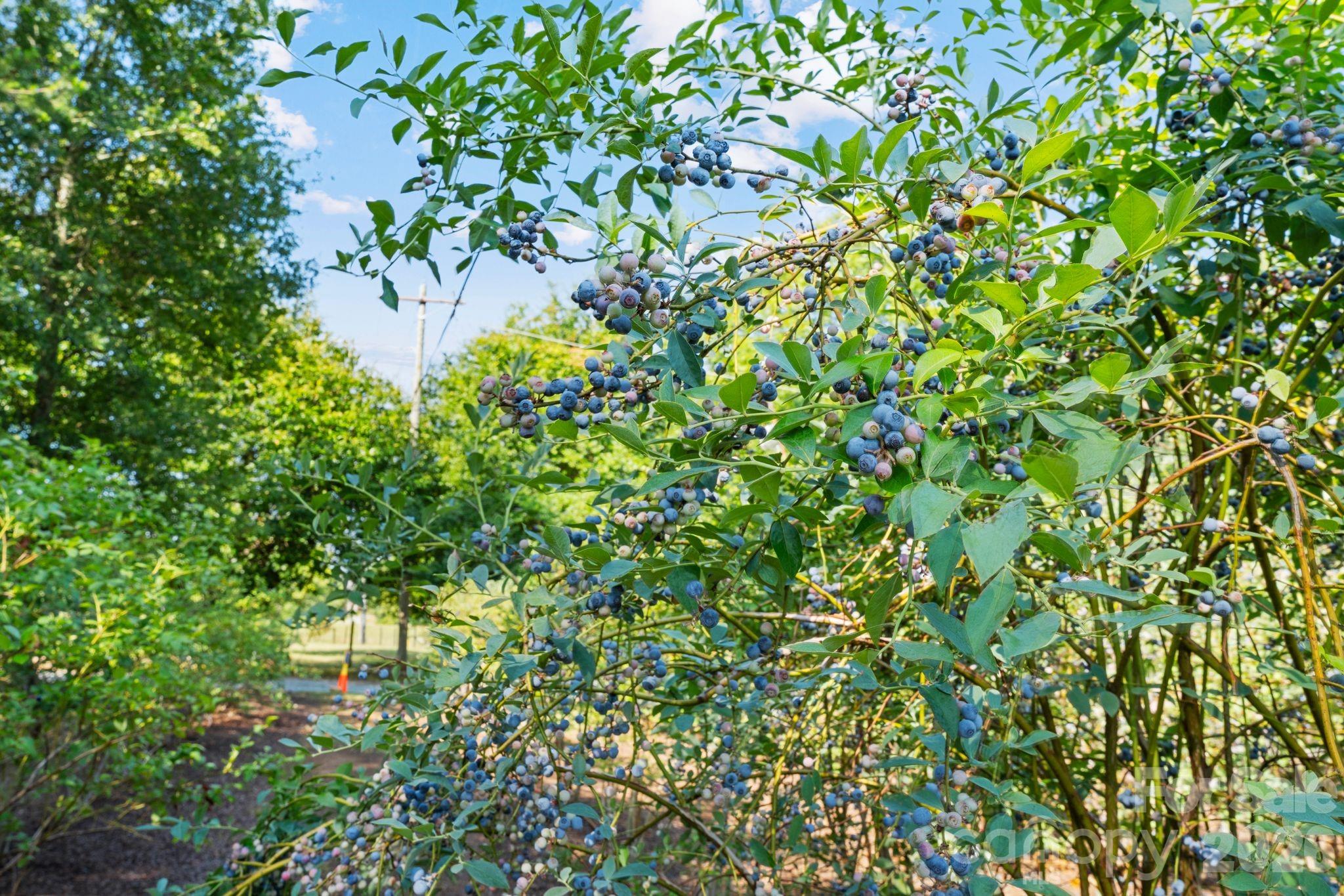 1483 Hopewell Church Road Catawba, NC 28609 - Photo 12 of 47