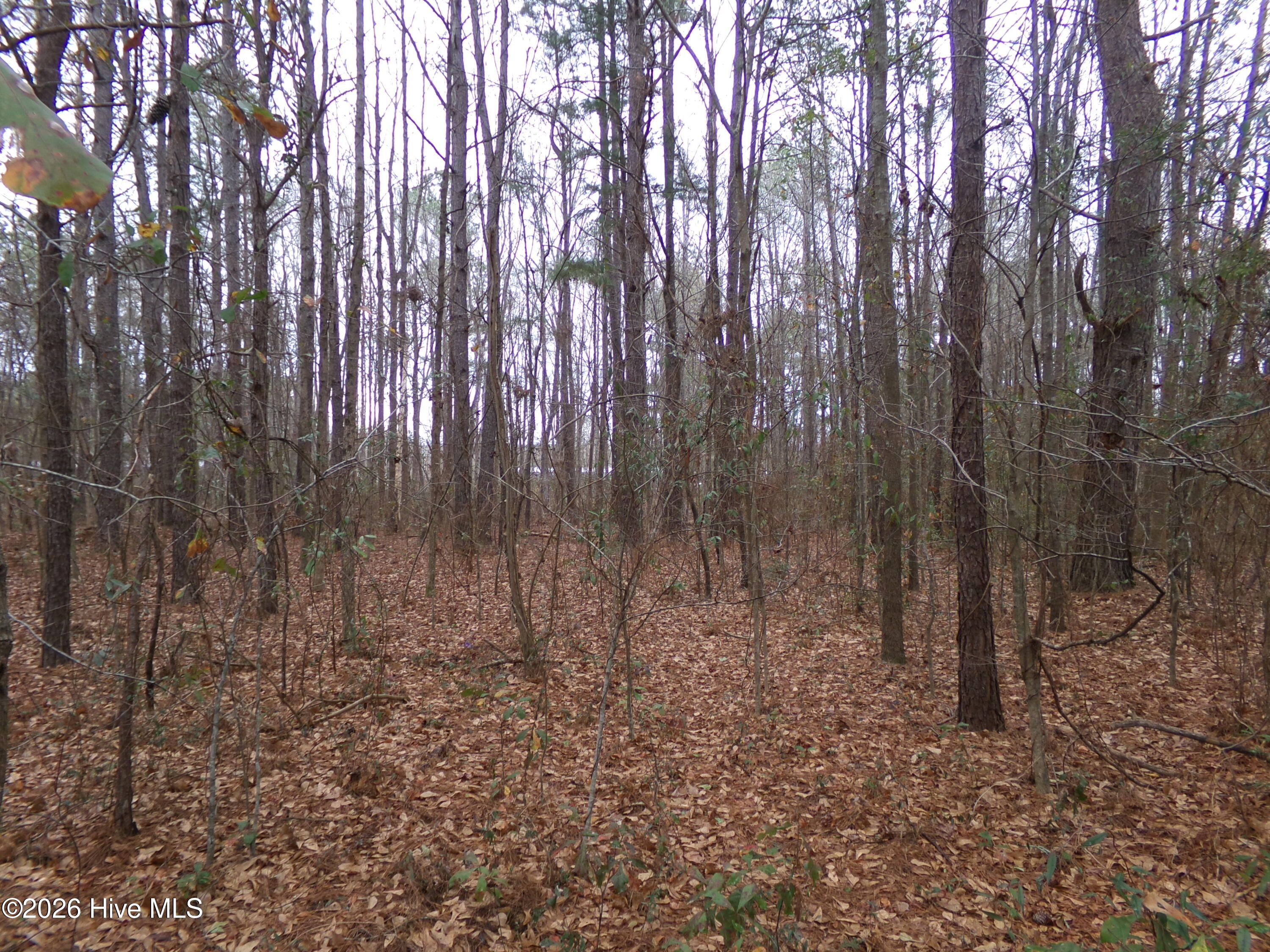 Lot 16 Straightway Road Fairmont, NC 28340 - Photo 3 of 3 This is a good level lot. No big trees in the middle to cut.