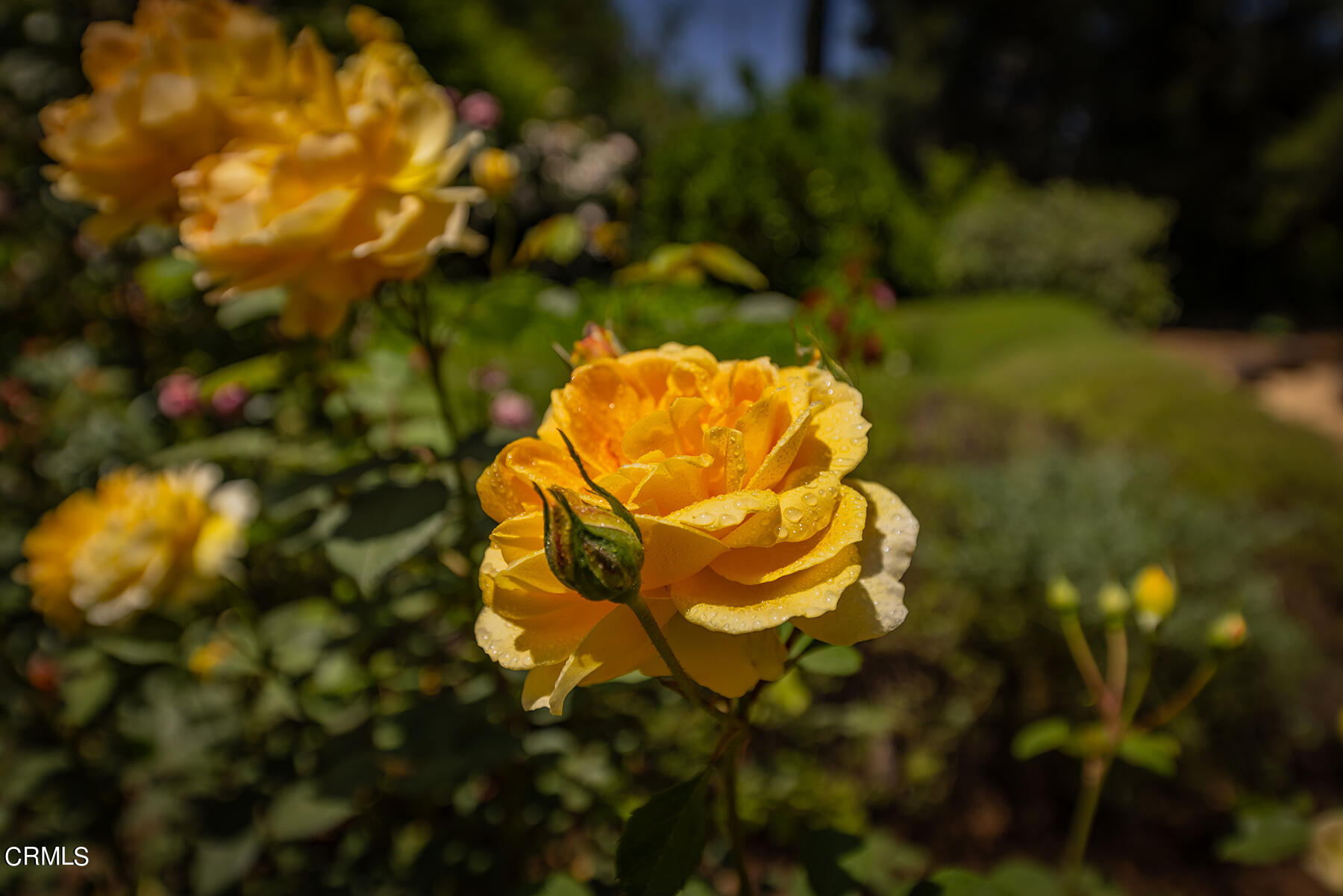 712 Cuyama Road Ojai, CA 93023 - Photo 43 of 50 a view of a tree