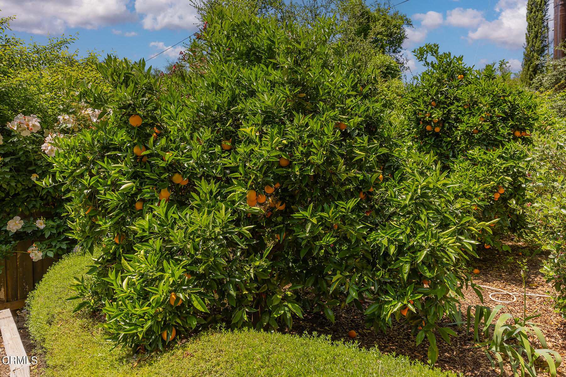 712 Cuyama Road Ojai, CA 93023 - Photo 46 of 50 a view of a garden
