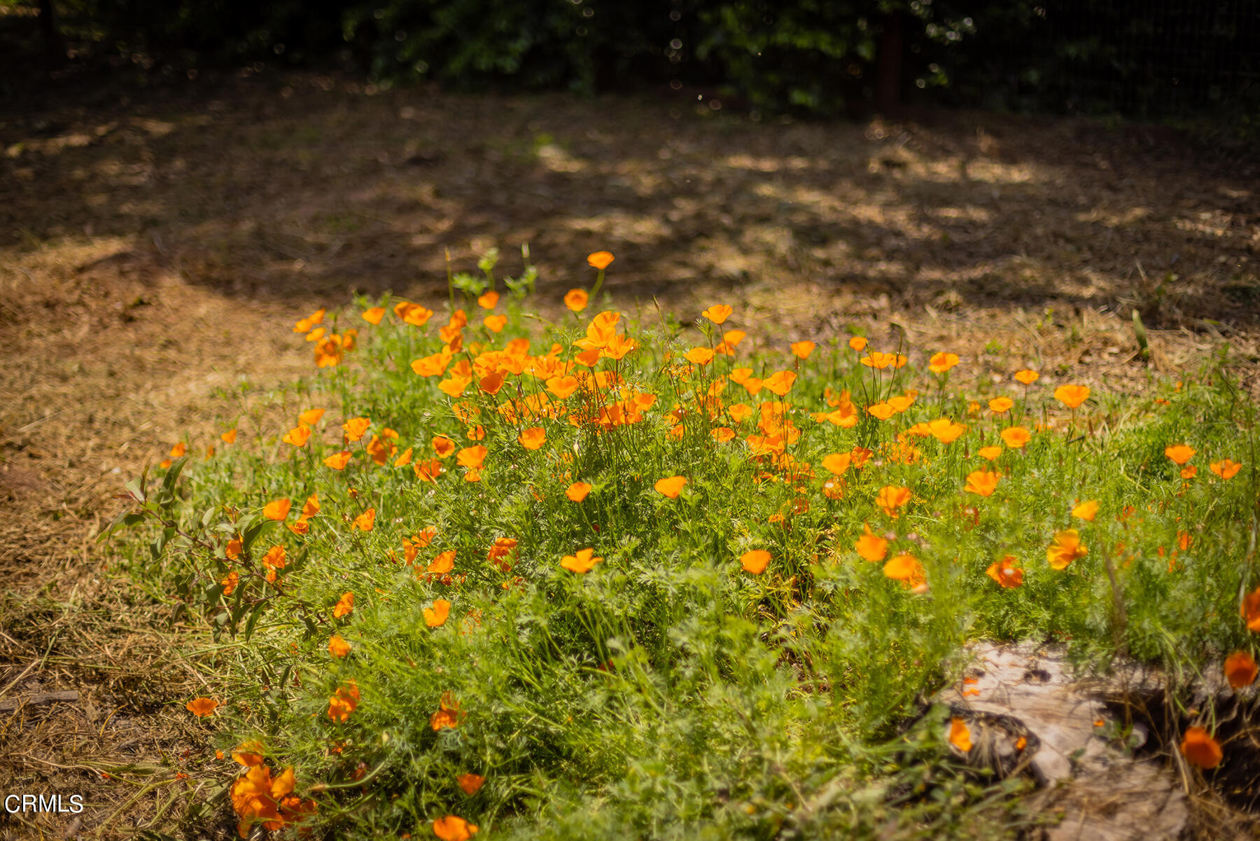 712 Cuyama Road Ojai, CA 93023 - Photo 49 of 50 a view of yard
