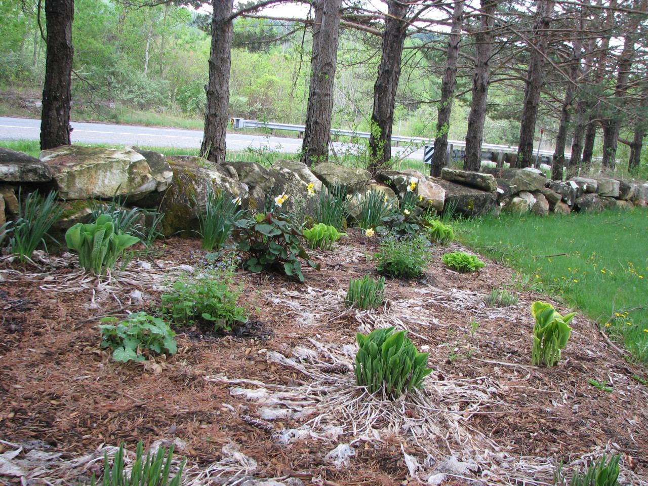 front yard