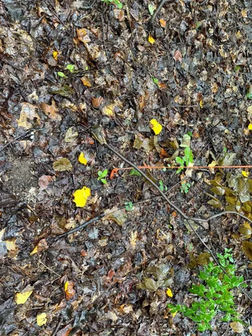 $1,150,200 | 3117 Shirley Drive, Charlotte, NC 28214