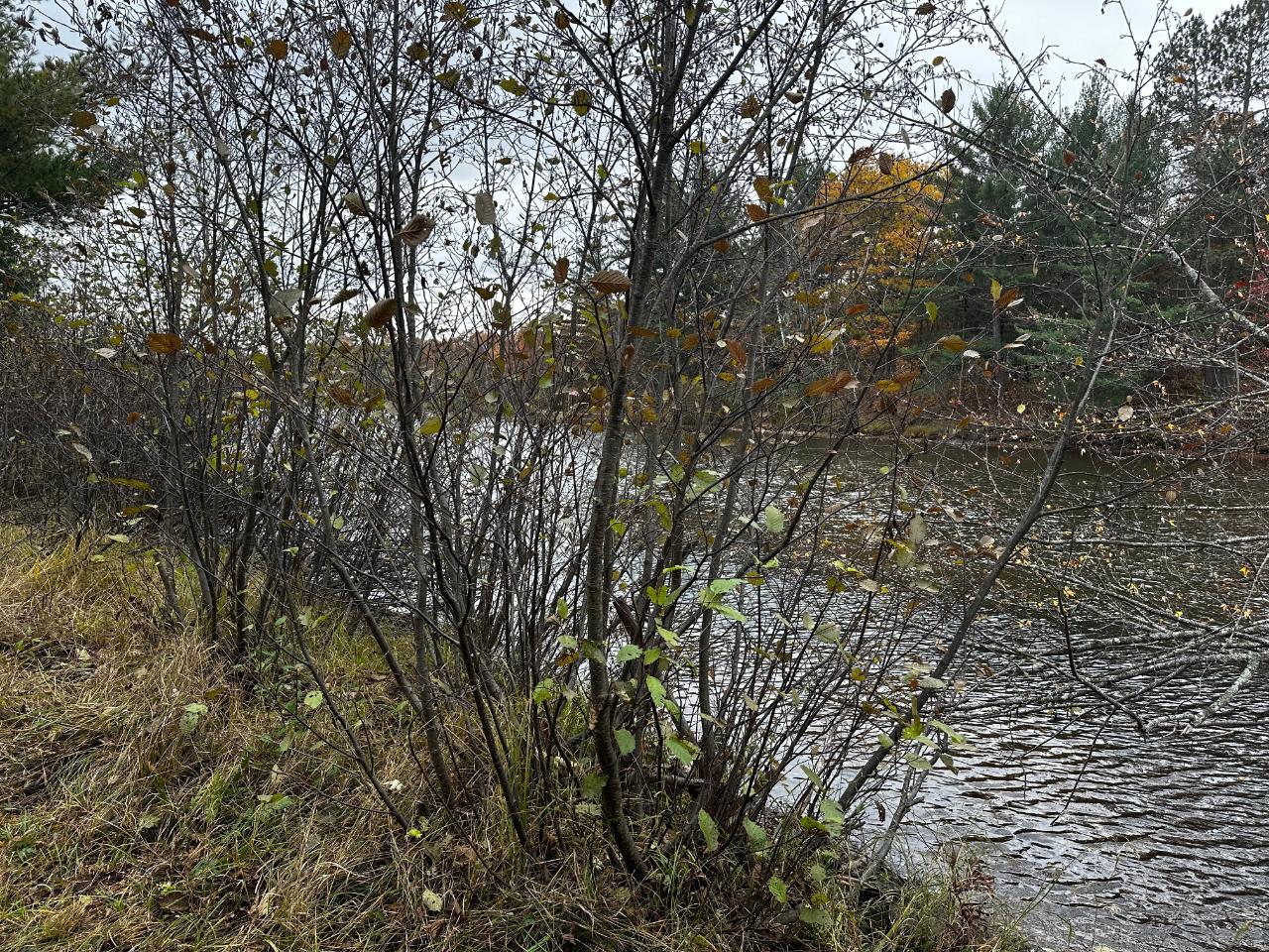 On East Rapids Road Lake Tomahawk, WI 54539 - Photo 2 of 33 Gallery Image 2